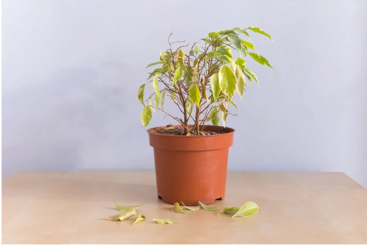 Overwatering vs underwatering symptoms