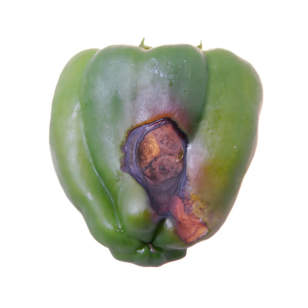 pepper blossom-end rot side lesion