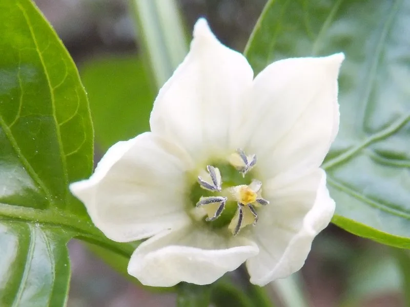 pepper flower pollination