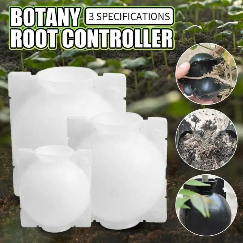 Pepper plant root ball