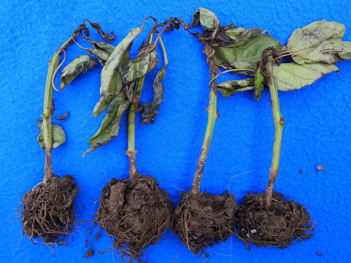 Pepper plant root rot