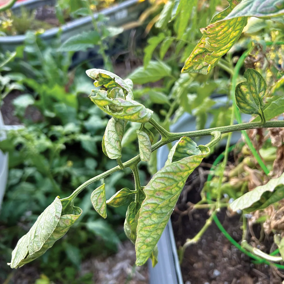 physiological leaf roll heat stress