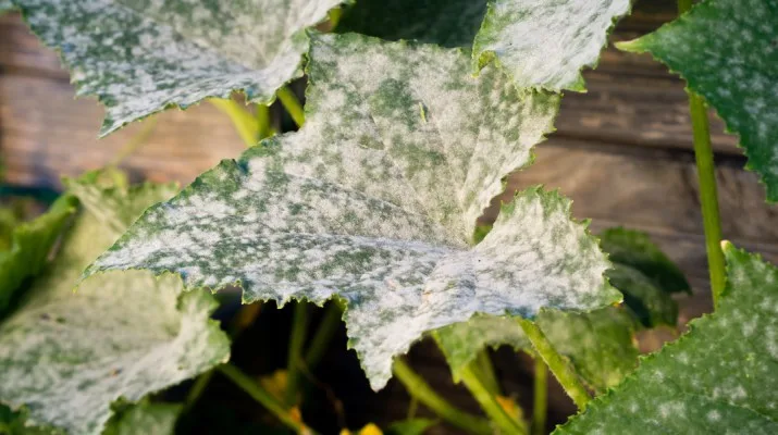 Powdery mildew on cucumber leaves