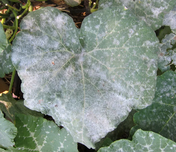 Powdery mildew on cucurbit