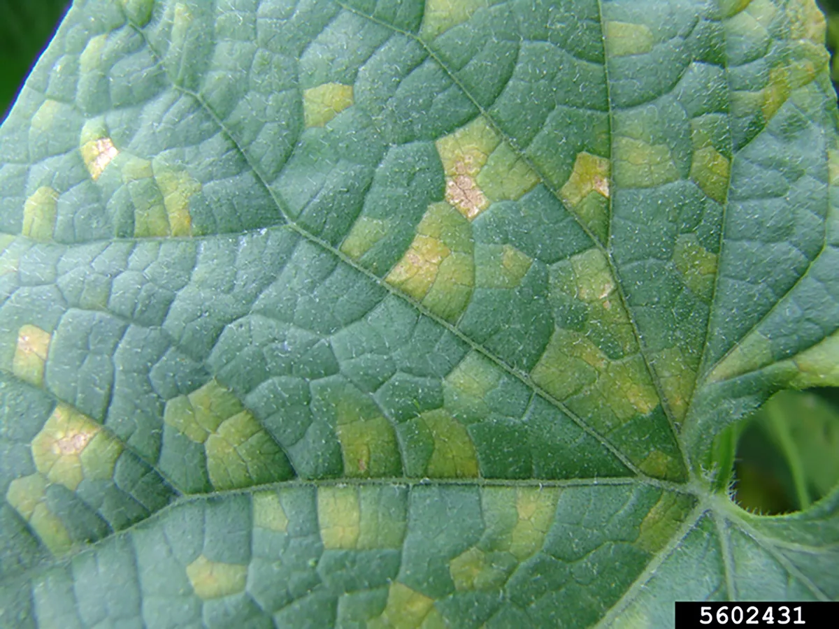 Powdery mildew vs downy mildew identification