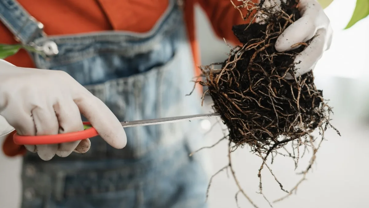pruning rotted tomato roots