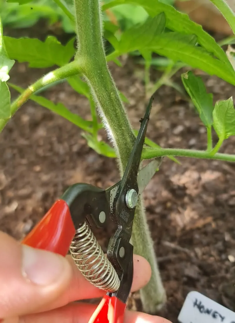 Pruning yellow tomato leaves