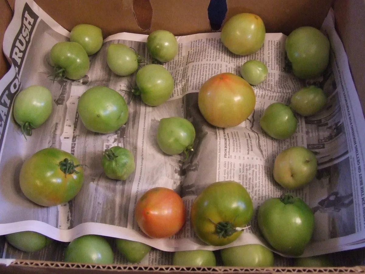 ripening green tomatoes indoors