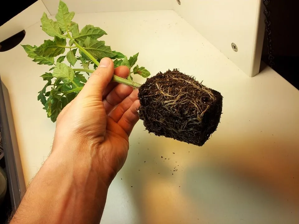 root bound tomato container
