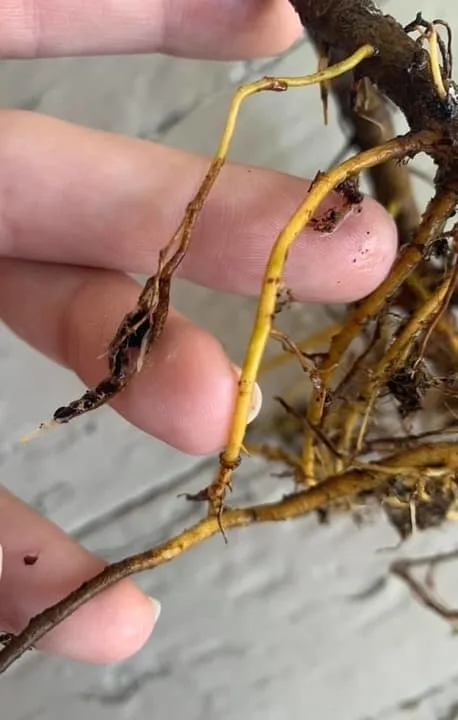 root rot inspection