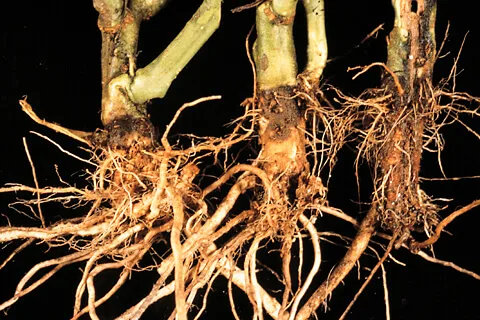 rotted tomato roots