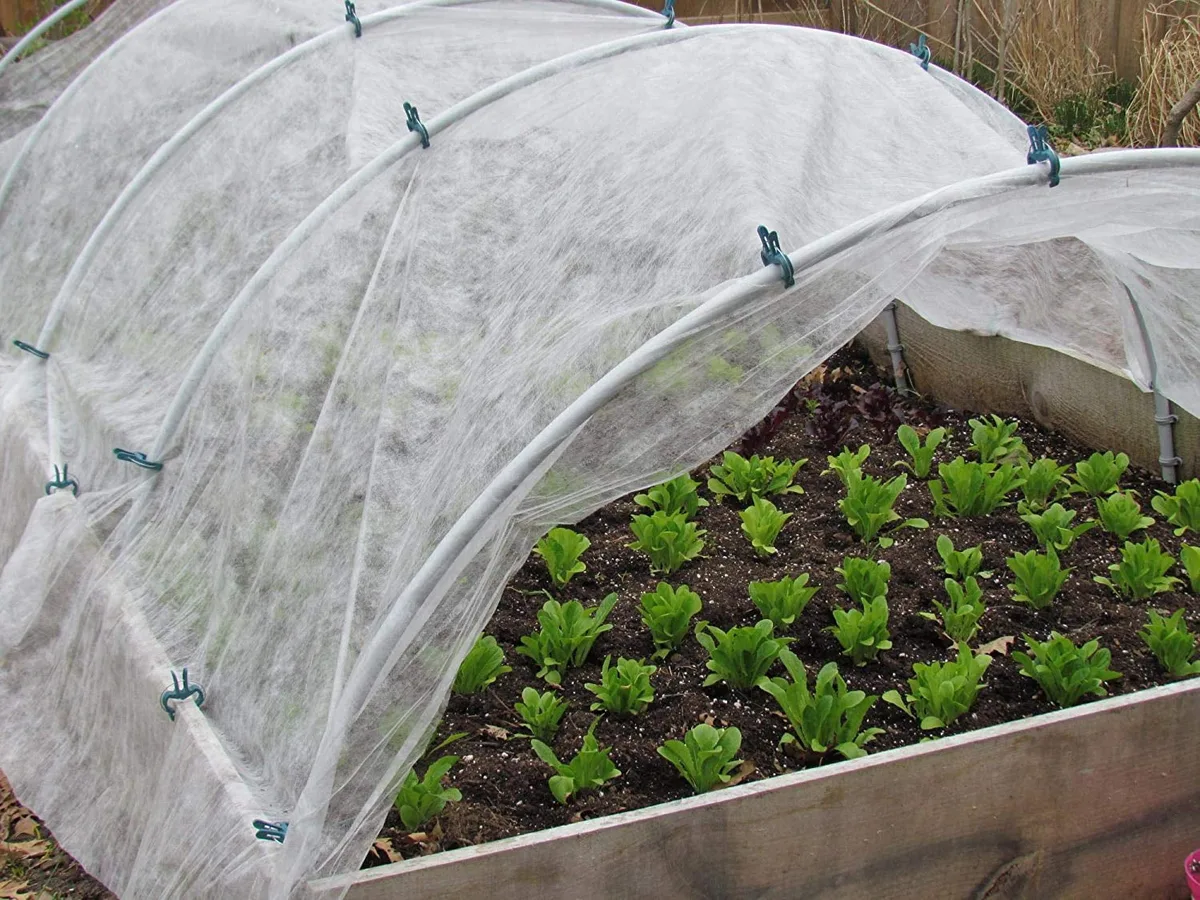 row cover for cucumber seedlings