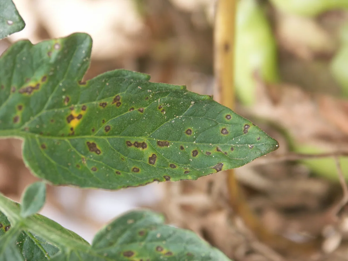 Septoria leaf spot Septoria lycopersici