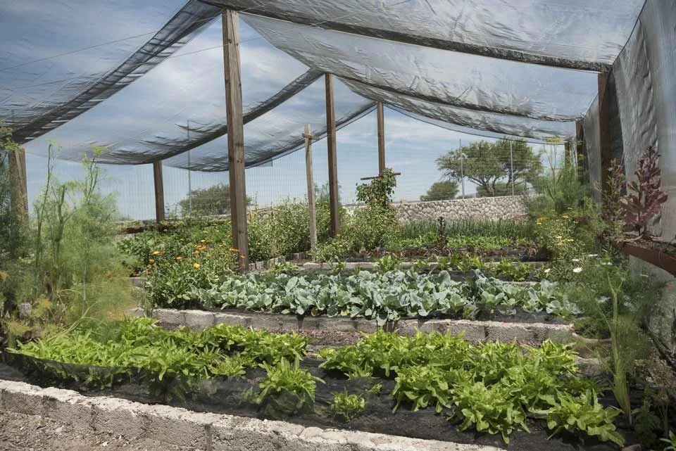 Shade cloth for vegetable gardens