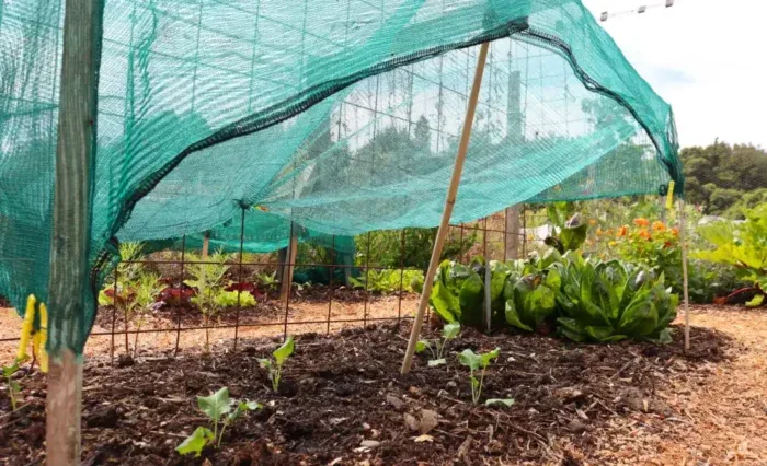 Shade cloth over lettuce bed