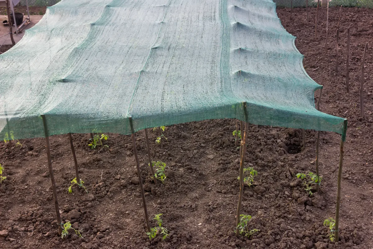 shade cloth over tomato plants
