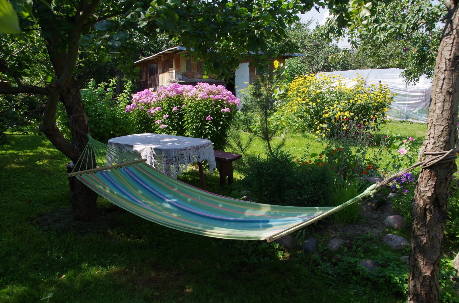 shaded backyard lawn