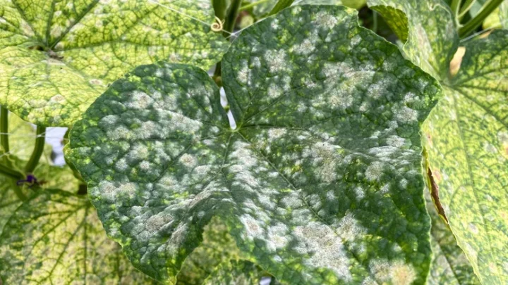 Should You Remove Cucumber Leaves With Powdery Mildew?
