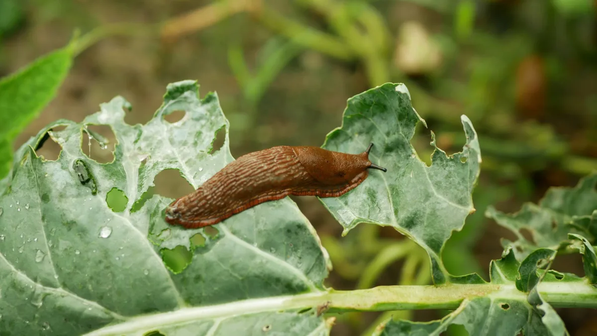 slug damage on pepper leaves at night