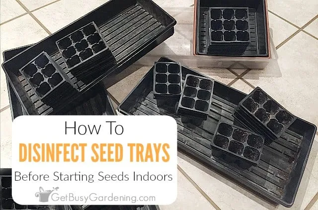sterilizing seed trays bleach