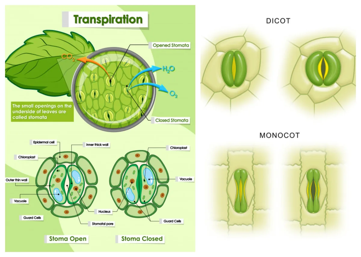 stomata transpiration