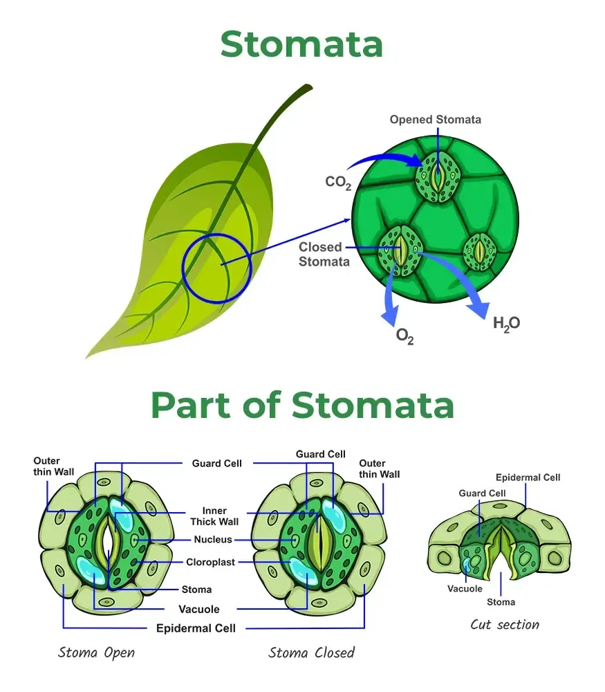 Stomatal closure at high VPD