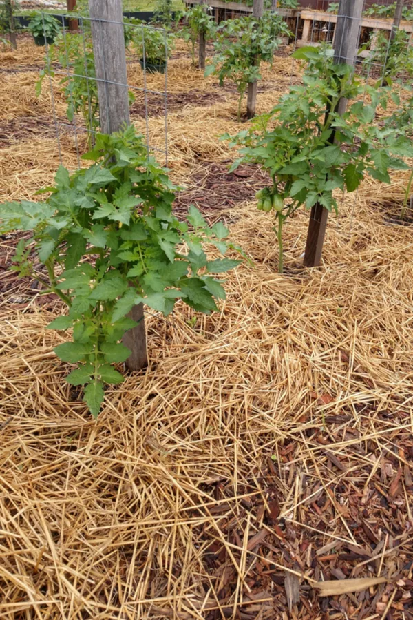 Straw mulch around tomato plant