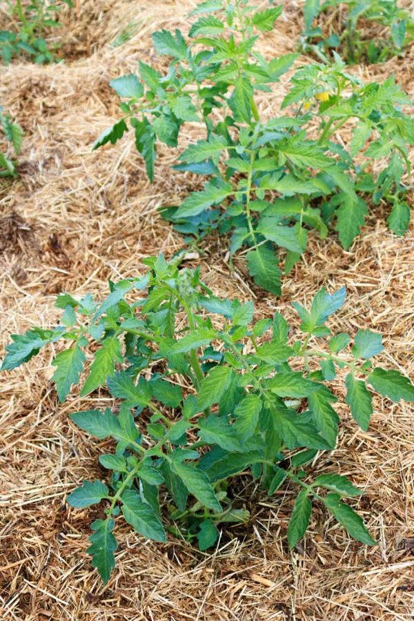 Straw mulch around tomato plants