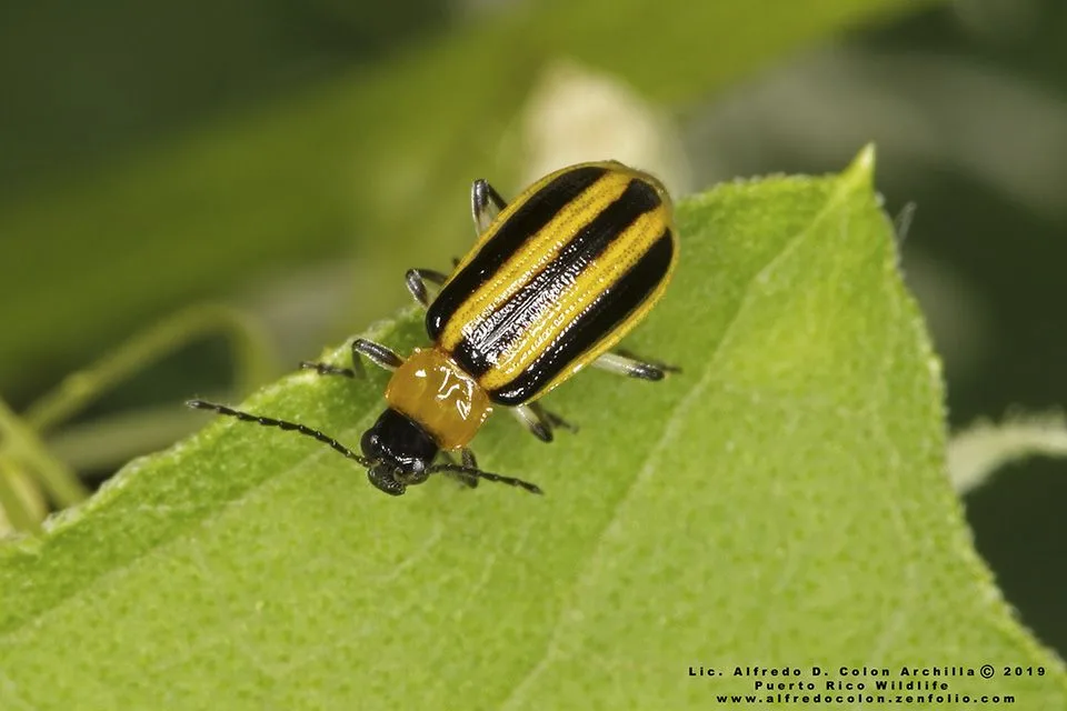 Striped cucumber beetle