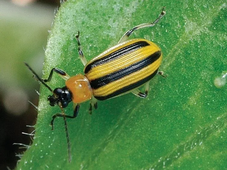 striped cucumber beetle on cucumber leaf