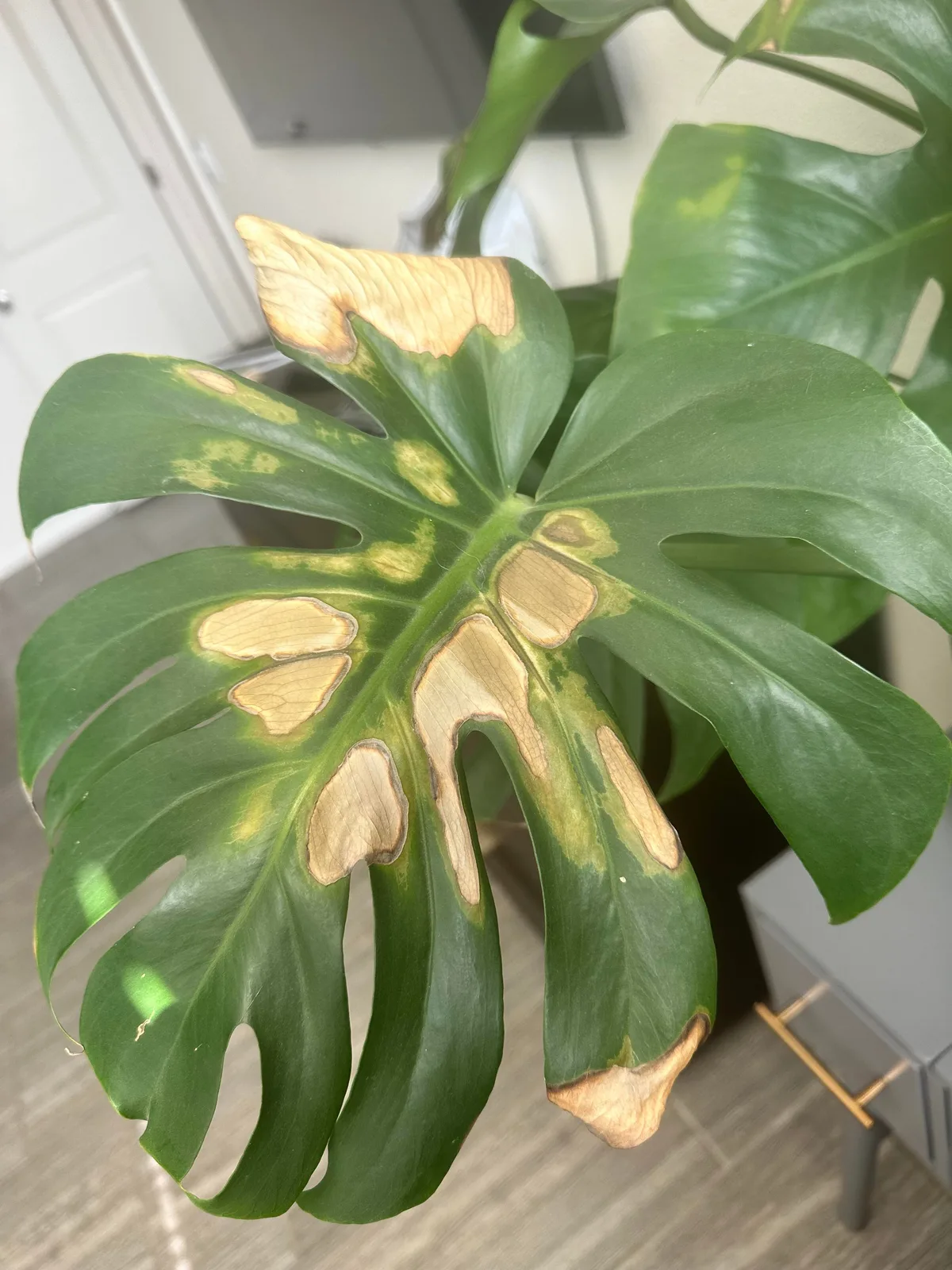 sun scorch on leaves