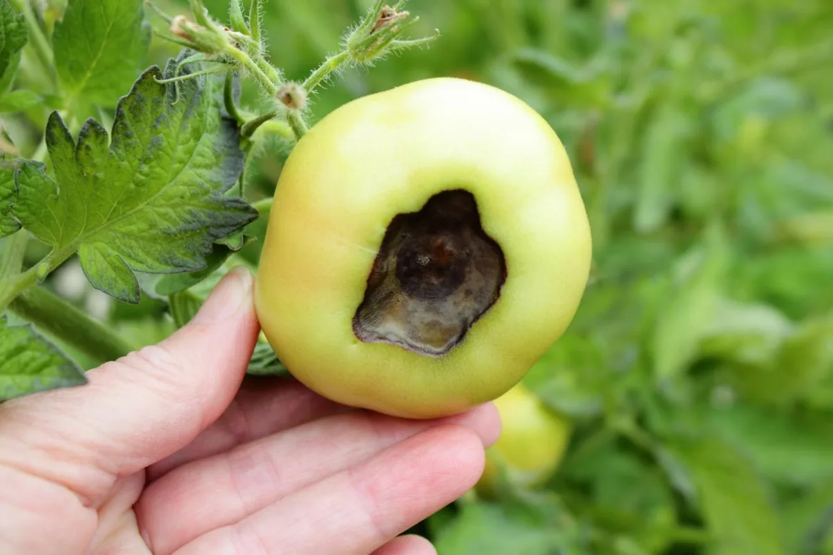 tomato blossom-end rot lesion