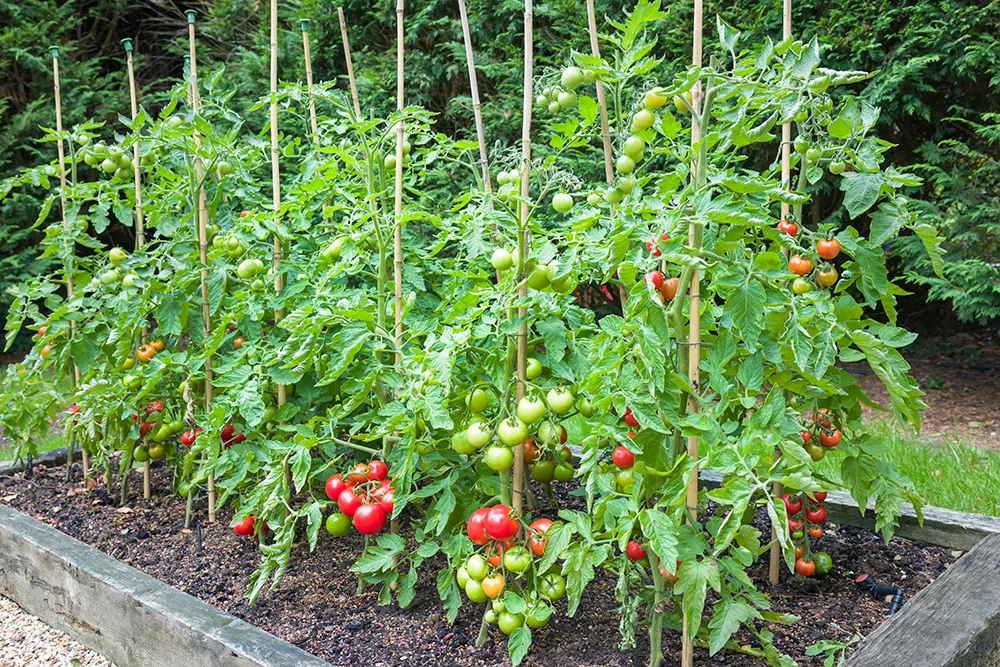 Tomato canopy pruning