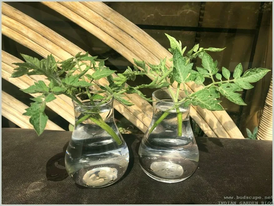 tomato cutting propagation in water