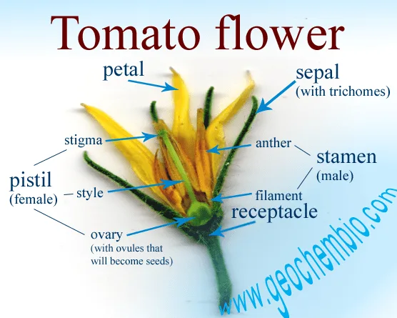 Tomato flower anatomy