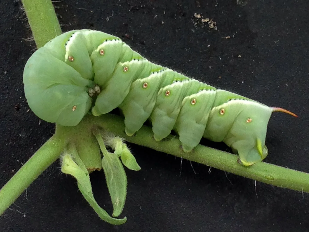 Tomato hornworm