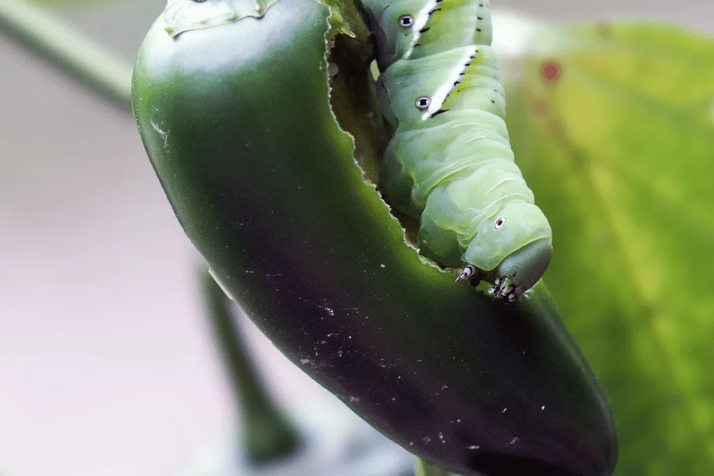 tomato hornworm on pepper plant
