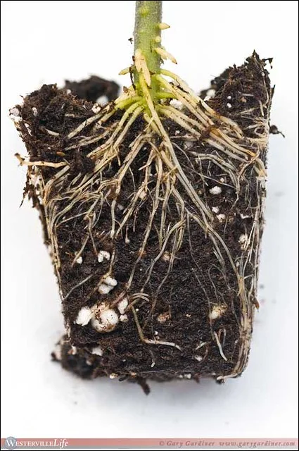 Tomato plant root inspection