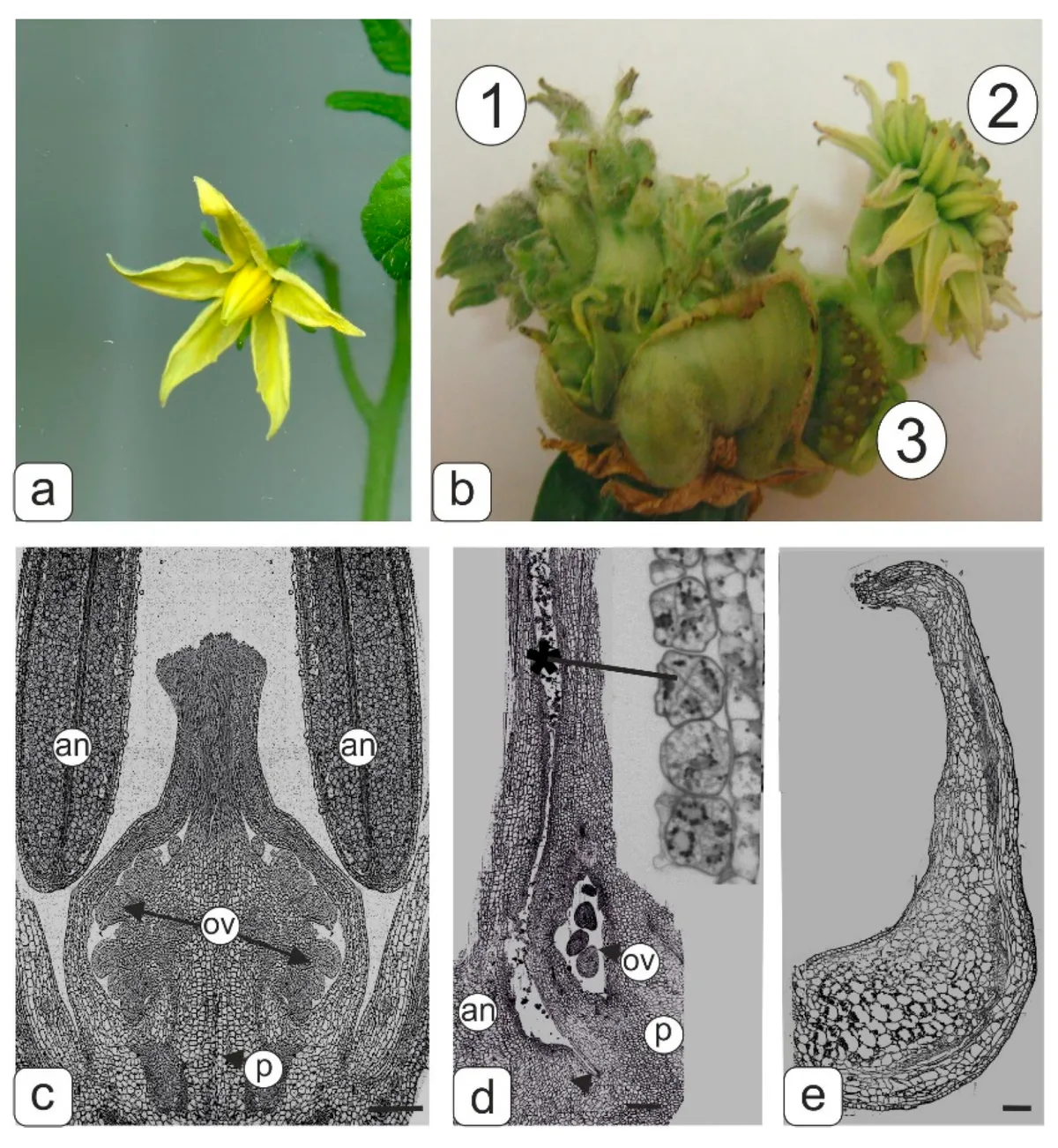 Tomato pollen sterility