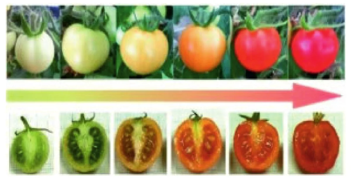 tomato ripening stages