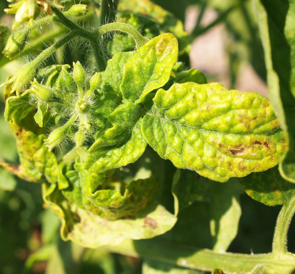 tomato yellow leaf curl virus