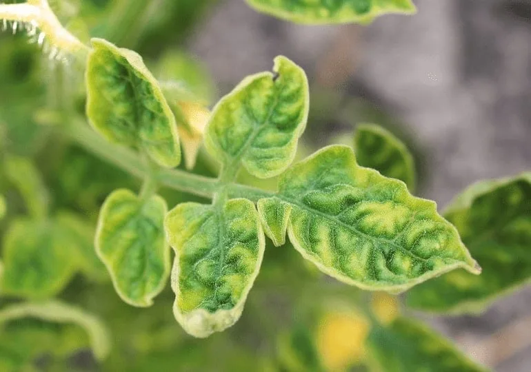 Tomato yellow leaf curl virus