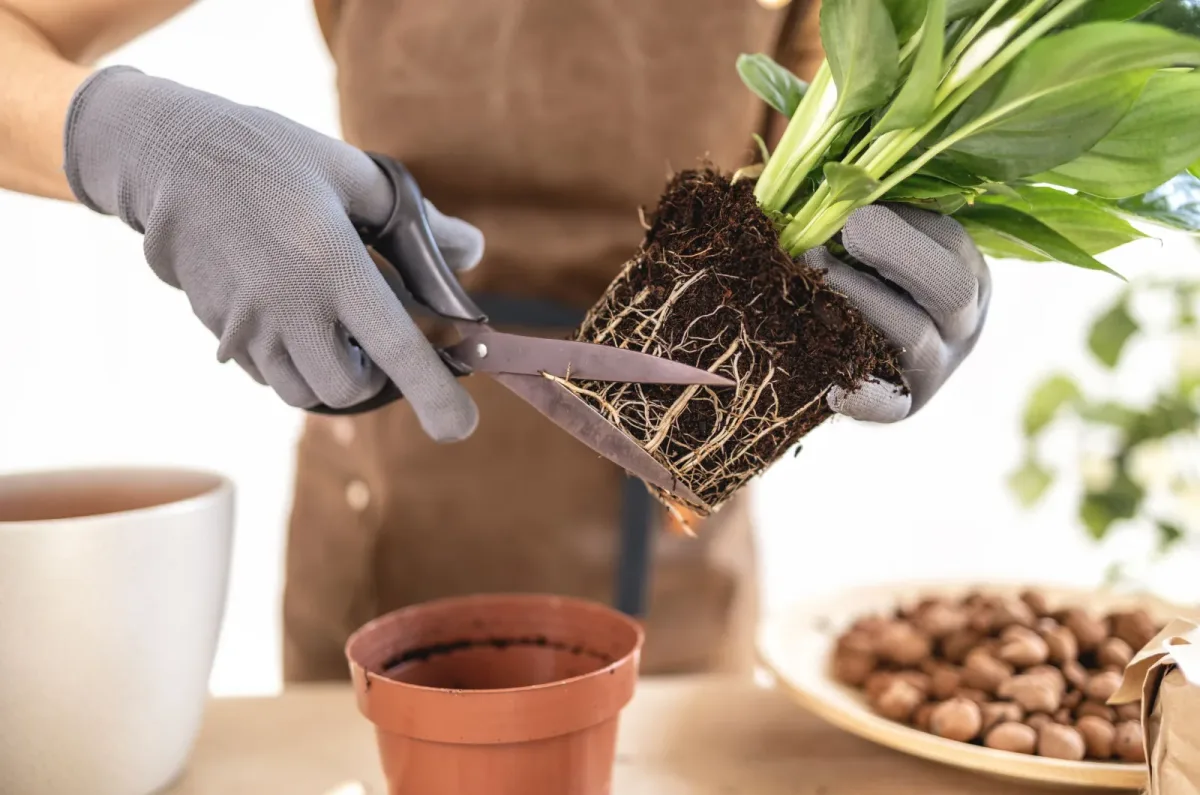 trimming rotted roots repotting