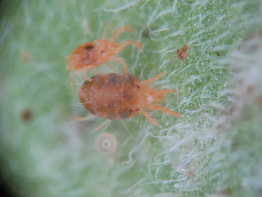 two-spotted spider mite webbing on tomato