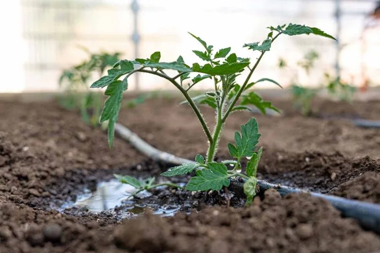 Watering tomato plants at the base