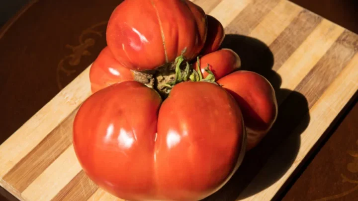 What Causes Catfacing on Tomatoes? Scarring Explained