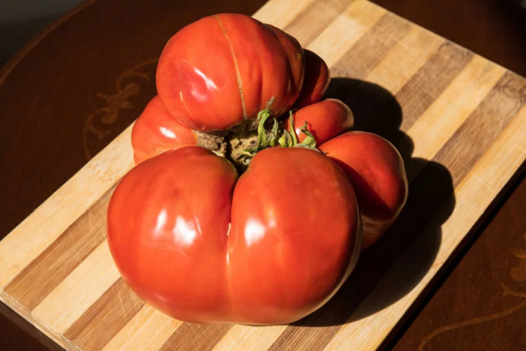 What causes catfacing (weird scarring) on tomatoes?