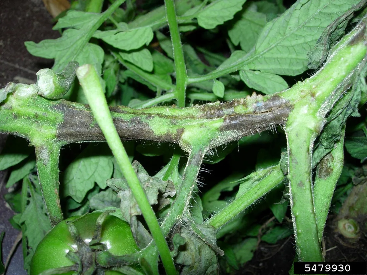 What is eating my tomato plant overnight and stripping the leaves?