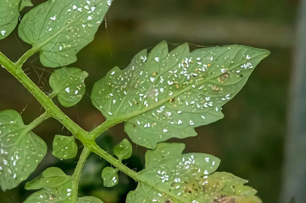 Whitefly infestation on tomato leaves