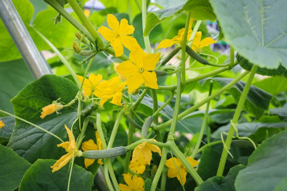 Why are cucumber blossoms falling off? Which flowers make cucumbers?